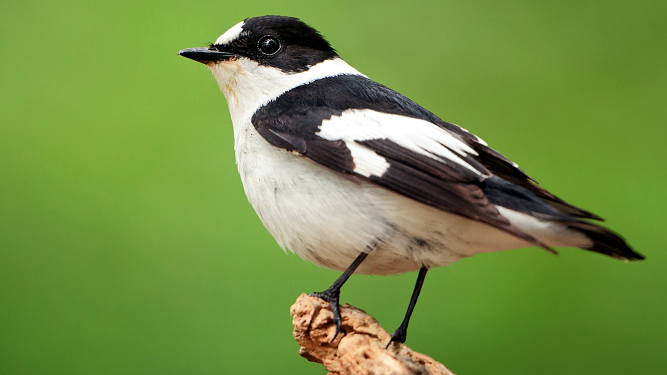 Collared Flycatcher (Ficedula albicollis)